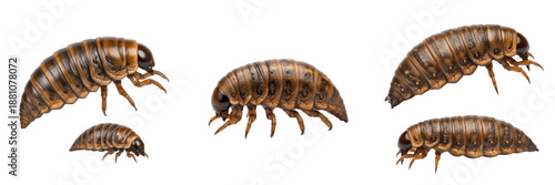 Dubia Roach Nymph Blaptica dubia isolated on white, juvenile tropical cockroach sequence, feeder insect, group of six insects, wildlife nature studio photo