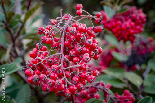Wallpaper Mural Piccole bacche rosse di viburno Torontodigital.ca