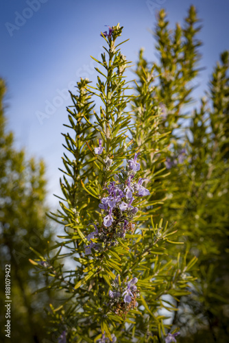 Wallpaper Mural Rosmarino fiorito in inverno Torontodigital.ca