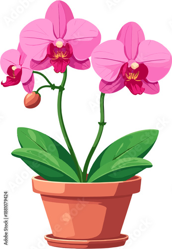 Pink orchid flowers in pot, elegant phalaenopsis houseplant collection, tropical floral decor illustration for interior, spa, wedding and botanical design