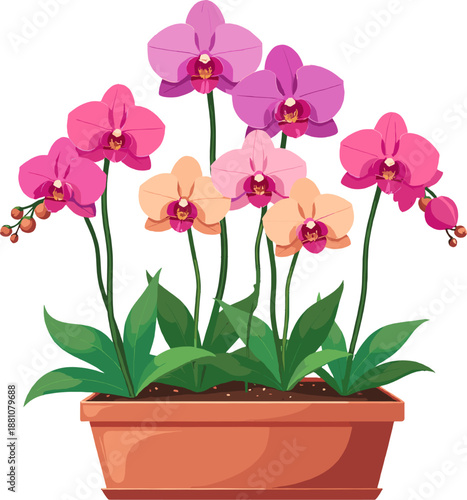 Pink orchid flowers in pot, elegant phalaenopsis houseplant collection, tropical floral decor illustration for interior, spa, wedding and botanical design