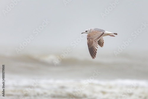 On the Dutch beach this juvenile black-tailed gull was present looking for food in the sand and in the sea, also known as the mew gull or the larus canus