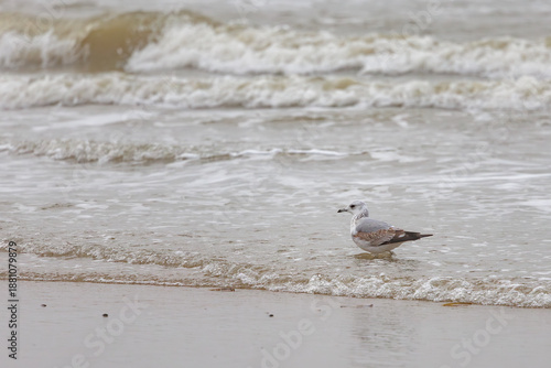 On the Dutch beach this juvenile black-tailed gull was present looking for food in the sand and in the sea, also known as the mew gull or the larus canus