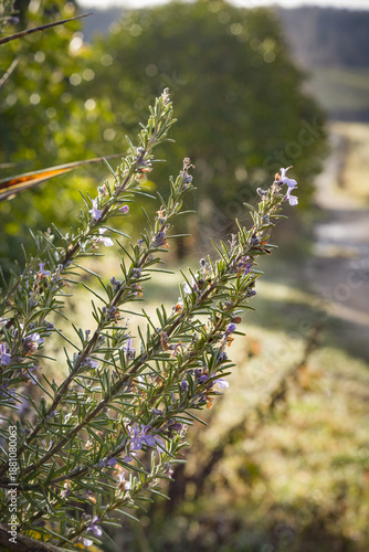 Wallpaper Mural Rosmarino fiorito in inverno Torontodigital.ca