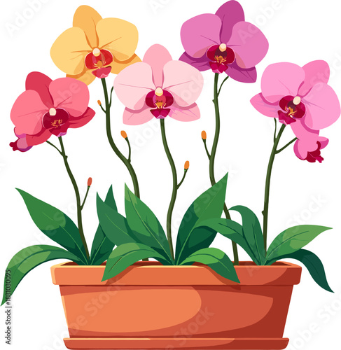 Pink orchid flowers in pot, elegant phalaenopsis houseplant collection, tropical floral decor illustration for interior, spa, wedding and botanical design