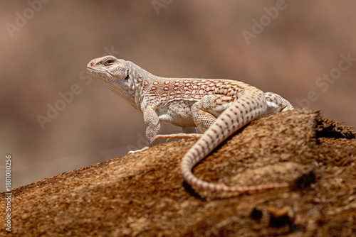 Schilderij op canvas Cute desert iguana in the Anza Borrego Desert State Park, California