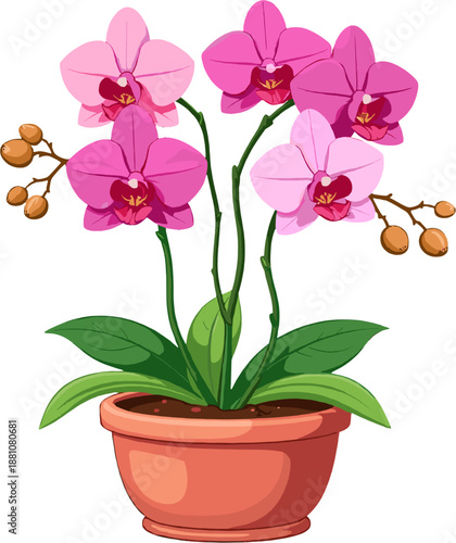 Pink orchid flowers in pot, elegant phalaenopsis houseplant collection, tropical floral decor illustration for interior, spa, wedding and botanical design