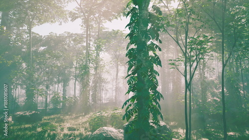 Quadro em tela Gentle sunlight breaks through dense foliage, illuminating the misty forest