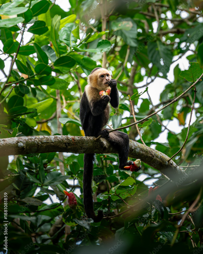 Foto white faced capuchinmonkey eating fruit