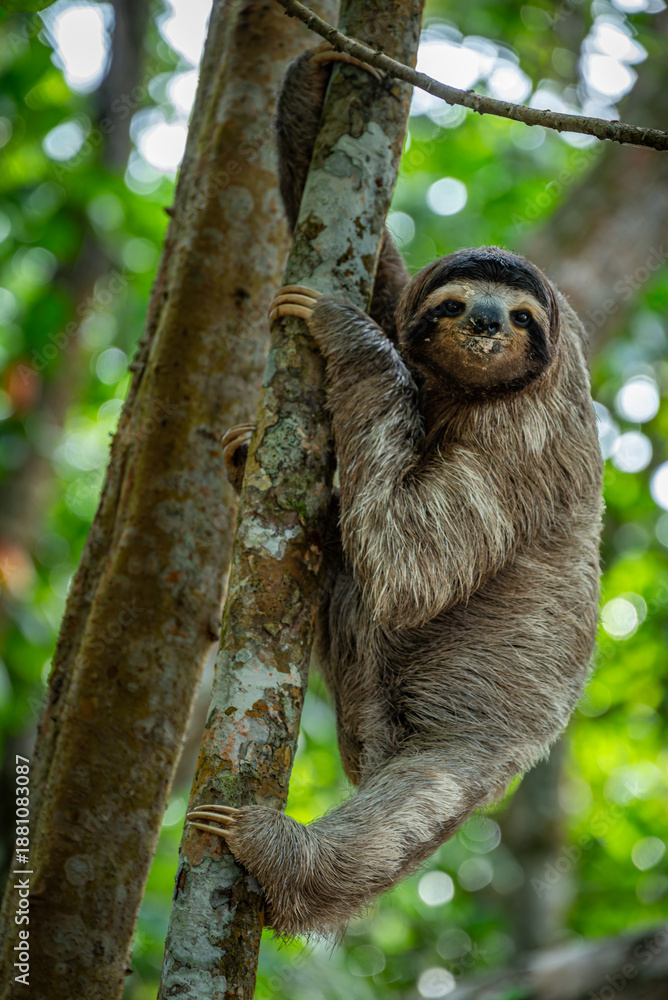 Fototapeta premium Sloth in the tree