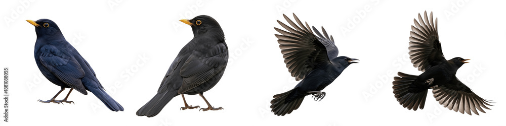 Fototapeta premium Realistic Blackbird Collection Featuring Dynamic Flying and Standing Poses with Yellow Beak Accents Isolated on White Background PNG Mockup for Nature and Wildlife Illustration