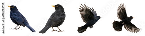 Foto Realistic Blackbird Collection Featuring Dynamic Flying and Standing Poses with