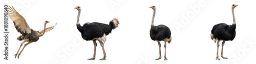 Tableau sur toile Common Ostrich Set Transparent PNG Isolated On White Background Large African Fl