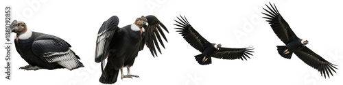 Andean Condor Flying Set Transparent PNG Isolated On White Background Largest Raptor Wings Spread Perched Vulture Scavenger Bird Nature Elements Wildlife