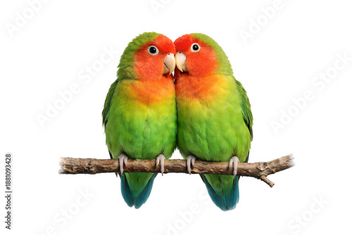 Two lovebirds sitting together on a branch day of Saint Valentine. Valentine designs. Love themed projects. Romantic holiday visuals.