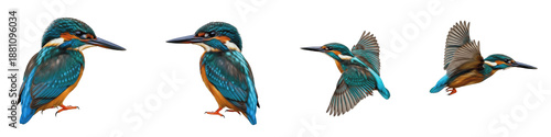 Tableau sur toile Common Kingfisher Bird Set Isolated on White Background, Alcedo Atthis in Flight