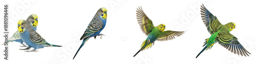 Cuadro en lienzo Budgerigar Parakeet Bird Set Isolated on White Background, Melopsittacus Undulat
