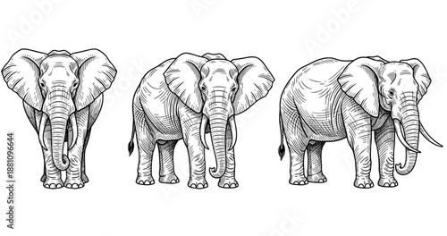 Detailed line art of three african elephants in different poses