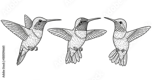 Intricate line art of three hummingbirds in flight displaying detailed wings and feathers