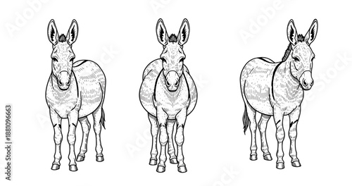 Detailed black and white illustrations of donkeys standing front view