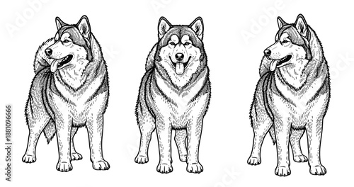 Three illustrative alaskan malamutes: front and side views