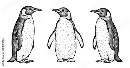 Vintage engraving of penguins - front and side views in black and white