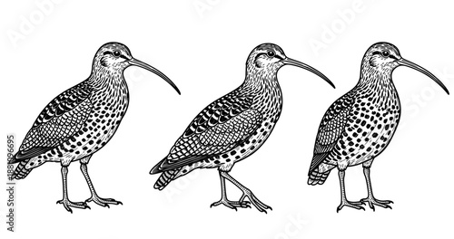 Detailed illustrations of three curlews with long beaks and intricate feather patterns