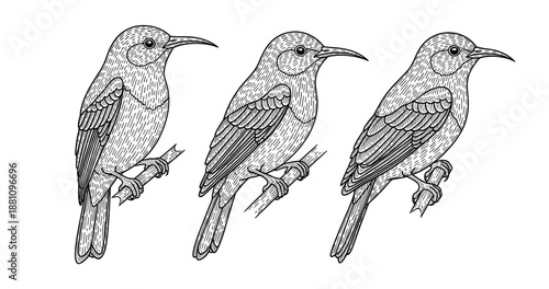 Black and white bird illustration with three detailed avian figures
