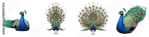 Photos Indian Peacock Set Isolated on White Background, Pavo Cristatus in Majestic Stru