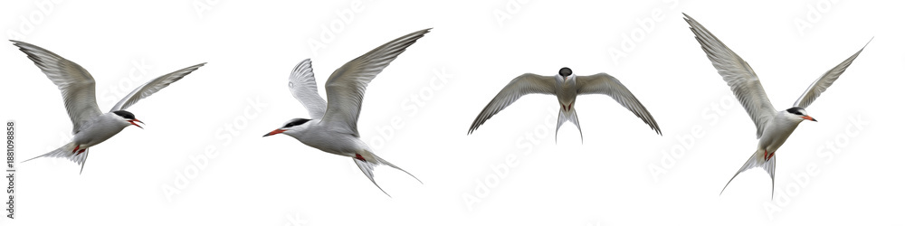Obraz premium Common Tern Bird Set Isolated on White Background, Sterna Hirundo in Flight Poses, Small Seabird with Red Beak, Transparent PNG Coastal Wildlife Clipart Collection