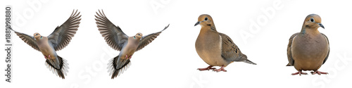 Cuadro en lienzo Mourning Dove Bird Set Isolated on White Background, Zenaida Macroura in Flight