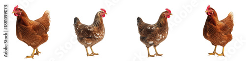 Obraz na plátně Brown Rhode Island Red Hen Chicken Set Isolated on White Background, Domestic Fa