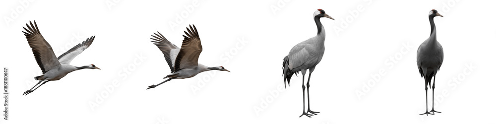 Obraz premium Common Crane Set Isolated on White Background, Grus Grus in Flight and Standing Poses, Large Migratory Bird, Transparent PNG Wetland Wildlife Clipart Collection