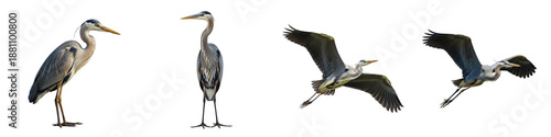 Great Blue Heron Set Isolated on White Background, Ardea Herodias in Flight and Standing Poses, Large Wading Bird, Transparent PNG Wetland Wildlife Clipart Pack