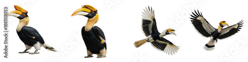 Great Hornbill Bird Set Isolated on White Background, Buceros Bicornis in Flight and Standing Poses, Tropical Jungle Wildlife, Transparent PNG Clipart Collection
