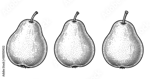 Detailed black and white engraving of three pears with stems