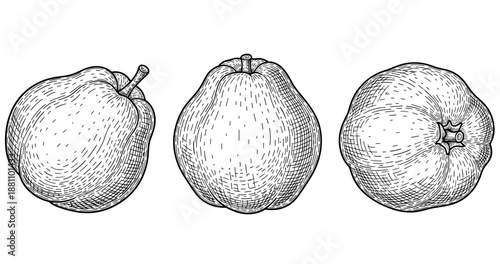 Hand-drawn quince illustrations: set of three detailed fruit sketches
