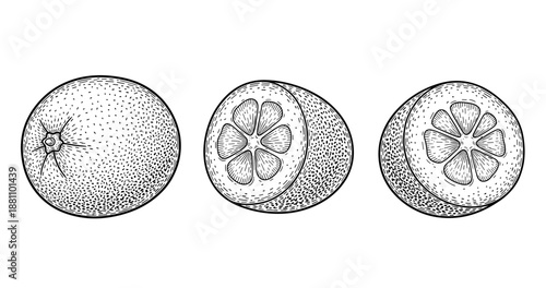 Vintage citrus illustrations of whole and halved orange on white background