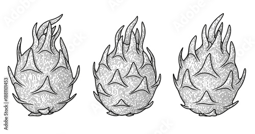Vintage dragon fruit sketch: intricate black and white botanical drawing