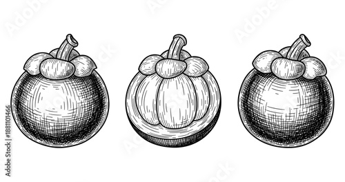 Hand-drawn mangosteen illustrations: three detailed fruit sketches