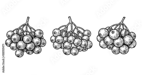 Hand-drawn black and white bunches of berries on branches