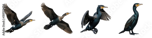 Great Cormorant Set Isolated on White Background, Phalacrocorax Carbo Birds in Flight, Standing, and Wing Spreading Poses, Transparent PNG Aquatic Wildlife Clipart