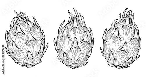 Vintage-style engraving of three dragon fruits with detailed textures