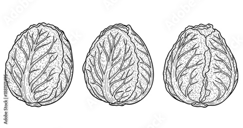 Detailed sketch of three brussels sprouts showing distinct leaf patterns
