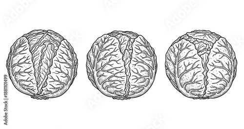 Detailed black and white cabbage illustrations trio