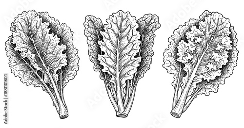 Detailed black and white illustration of three lettuce leaves with intricate patterns