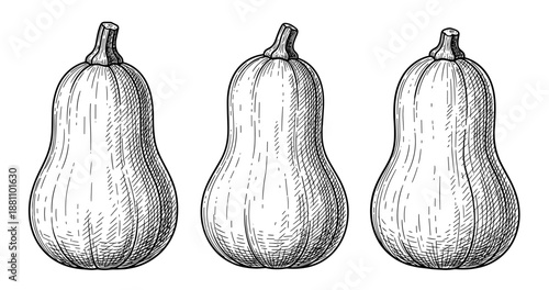 Hand-drawn butternut squash trio illustration in black and white