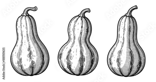 Vintage black and white illustrations of three gourds with detailed hatching