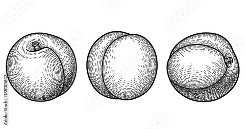 Vintage hand-drawn sketches of three peaches with detailed line art