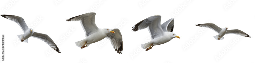 Fototapeta premium Set of Four Albatross Birds in Flight, Majestic Wingspan Action, Marine Wildlife Sequence, Isolated on White Background, Transparent PNG, SEO Friendly Title
